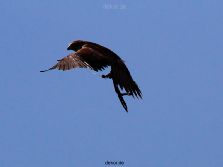 grugapark-greifvogelschau-2012-04-039