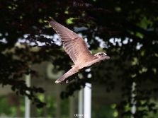 grugapark-greifvogelschau-2012-04-040
