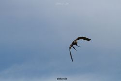 grugapark-greifvogelschau-2012-04-041