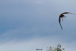 grugapark-greifvogelschau-2012-04-042