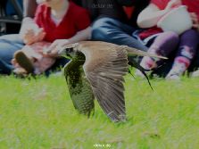 grugapark-greifvogelschau-2012-04-043