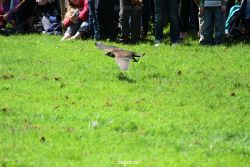 grugapark-greifvogelschau-2012-04-044