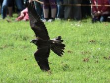 grugapark-greifvogelschau-2012-04-045