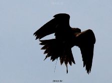 grugapark-greifvogelschau-2012-04-046