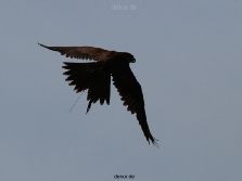 grugapark-greifvogelschau-2012-04-047