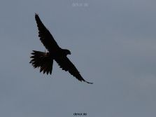 grugapark-greifvogelschau-2012-04-048