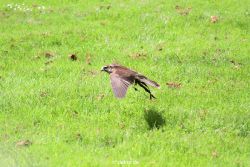 grugapark-greifvogelschau-2012-04-049