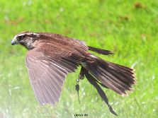 grugapark-greifvogelschau-2012-04-050