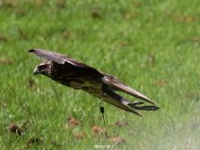 grugapark-greifvogelschau-2012-04-051