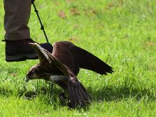grugapark-greifvogelschau-2012-04-052