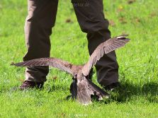 grugapark-greifvogelschau-2012-04-053