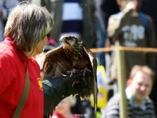 grugapark-greifvogelschau-2012-04-055