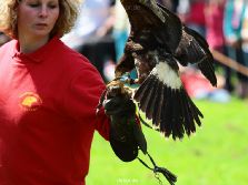 grugapark-greifvogelschau-2012-04-056