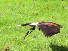 grugapark-greifvogelschau-2012-04-058