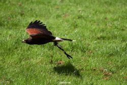grugapark-greifvogelschau-2012-04-059