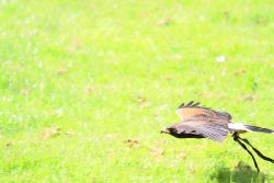 grugapark-greifvogelschau-2012-04-060