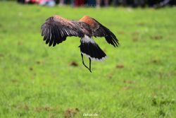 grugapark-greifvogelschau-2012-04-061