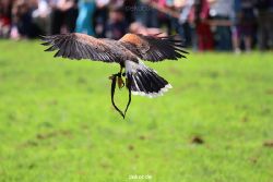 grugapark-greifvogelschau-2012-04-062