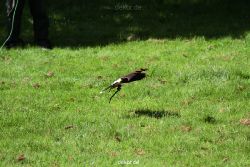 grugapark-greifvogelschau-2012-04-066