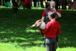 grugapark-greifvogelschau-2012-04-067