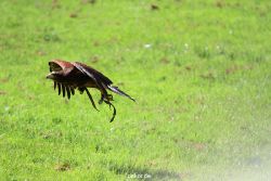 grugapark-greifvogelschau-2012-04-069