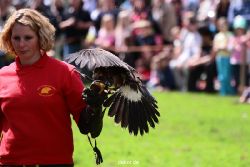 grugapark-greifvogelschau-2012-04-070