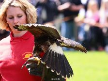 grugapark-greifvogelschau-2012-04-071