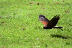 grugapark-greifvogelschau-2012-04-072