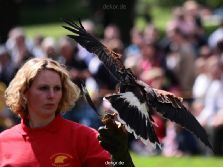 grugapark-greifvogelschau-2012-04-073