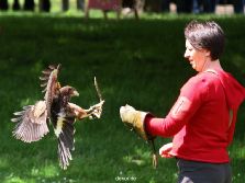 grugapark-greifvogelschau-2012-04-075