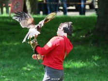 grugapark-greifvogelschau-2012-04-076