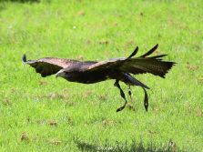 grugapark-greifvogelschau-2012-04-078