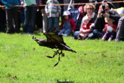 grugapark-greifvogelschau-2012-04-079