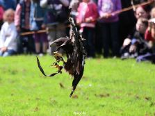 grugapark-greifvogelschau-2012-04-080