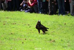 grugapark-greifvogelschau-2012-04-082