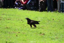 grugapark-greifvogelschau-2012-04-083