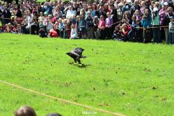 grugapark-greifvogelschau-2012-04-084
