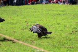 grugapark-greifvogelschau-2012-04-085
