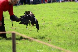 grugapark-greifvogelschau-2012-04-086