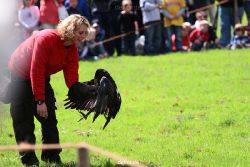 grugapark-greifvogelschau-2012-04-087
