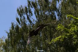 grugapark-greifvogelschau-2012-04-088