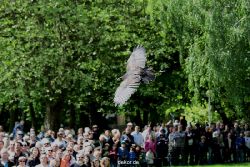 grugapark-greifvogelschau-2012-04-089