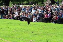 grugapark-greifvogelschau-2012-04-091