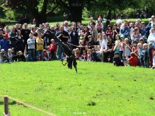 grugapark-greifvogelschau-2012-04-092