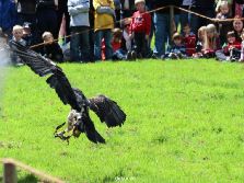 grugapark-greifvogelschau-2012-04-093