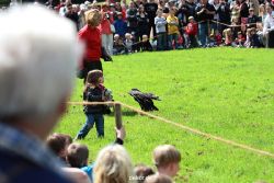 grugapark-greifvogelschau-2012-04-094