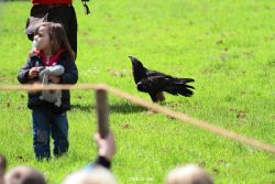 grugapark-greifvogelschau-2012-04-095
