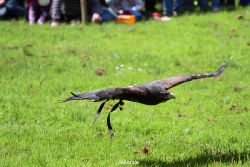 grugapark-greifvogelschau-2012-04-097