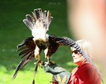 grugapark-greifvogelschau-2012-04-098