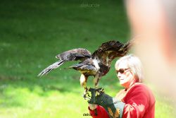 grugapark-greifvogelschau-2012-04-099